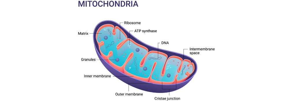 Diagrama de las mitocondrias 