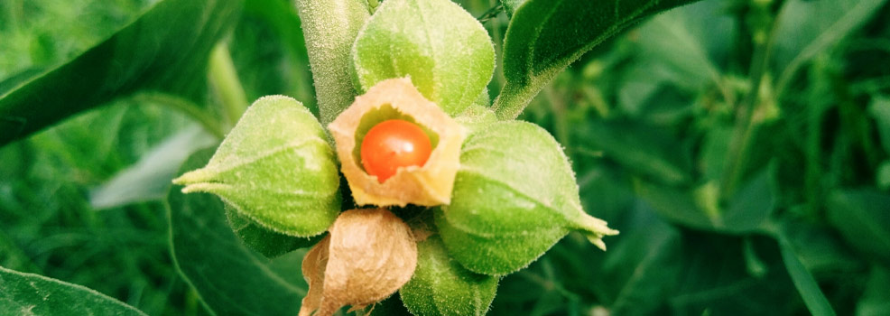 Ashwagandha
