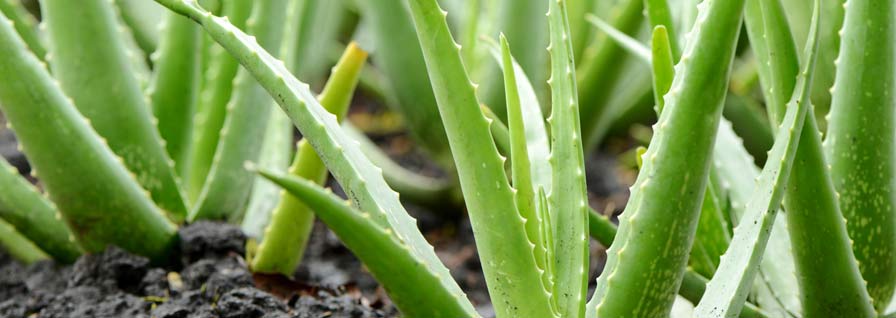 Aloe vera