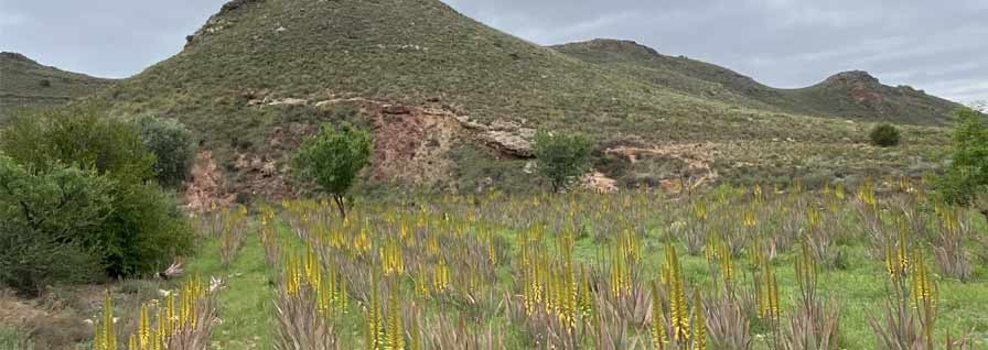 Temperate biomes
