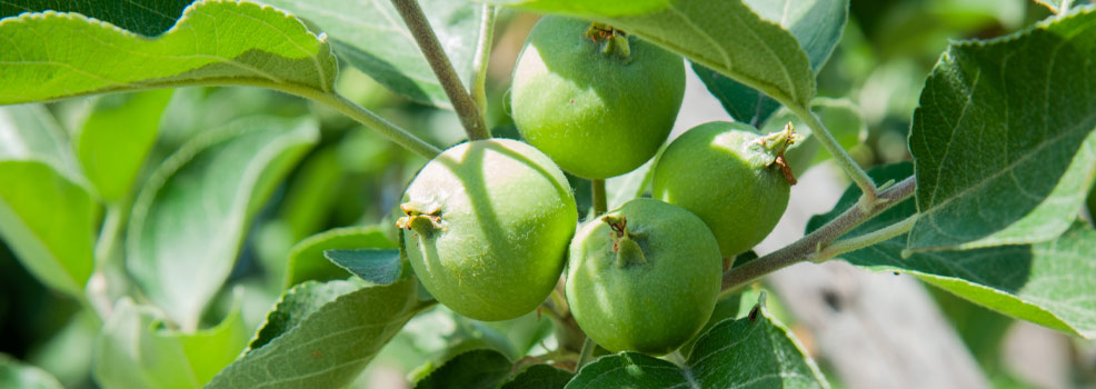 Green apples