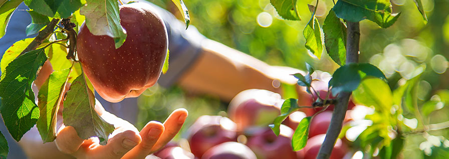 fresh red apples
