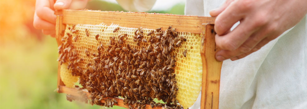 Beekeeper holding honey cells