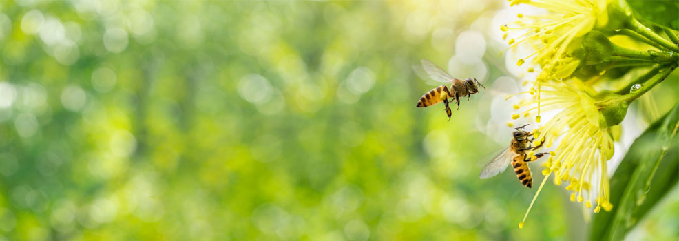 Two bees flying