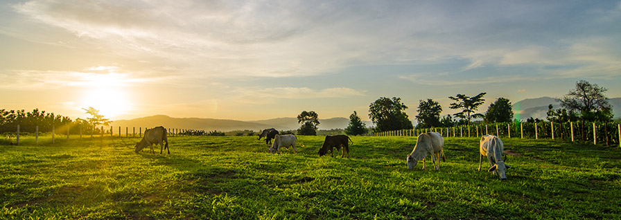 cattle grazing on a farm at sunrise