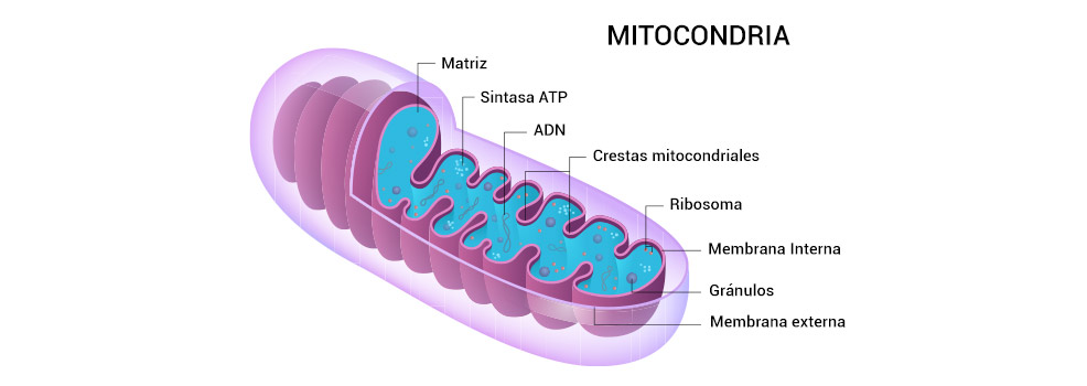 Mitocondrias