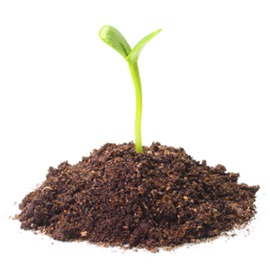 Biochar Soil Quality