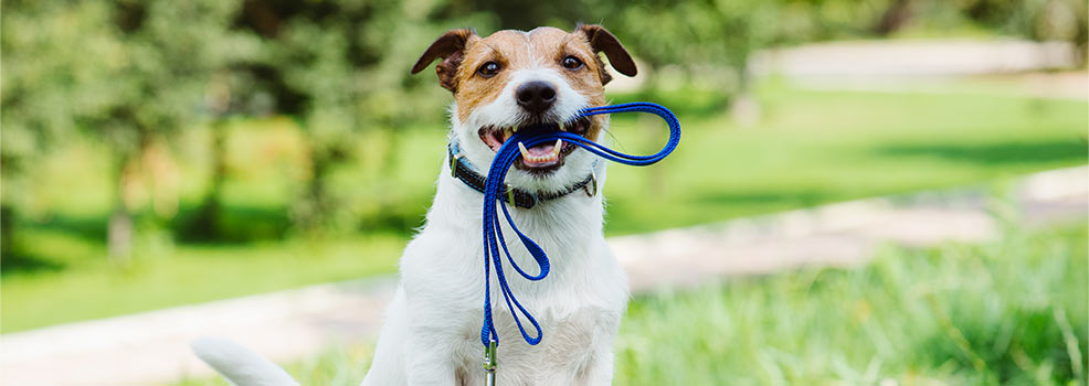 Dog with leash.