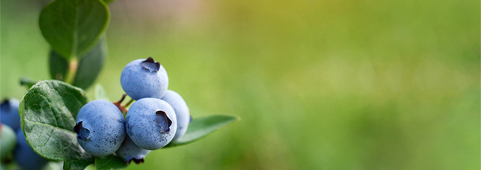 Blueberries and leaves