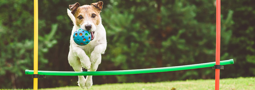 dog training course