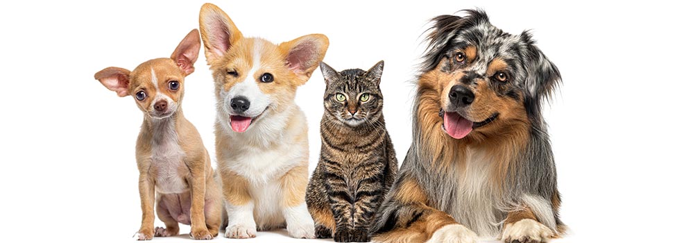 friendly pets together