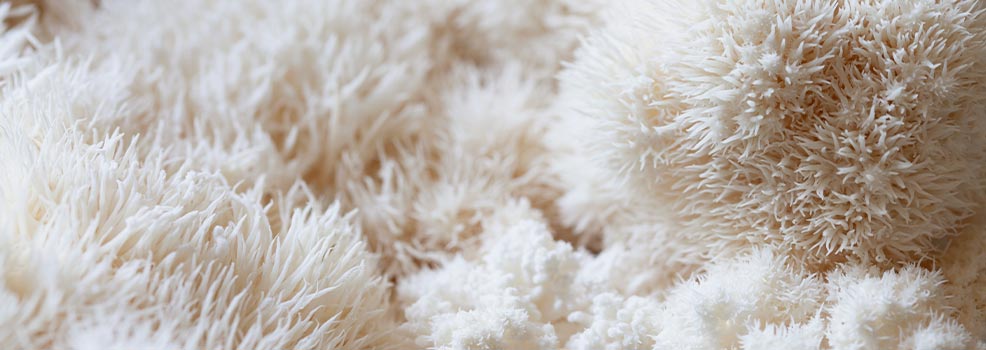 lions mane mushroom