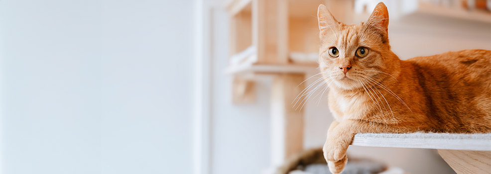 orange cat