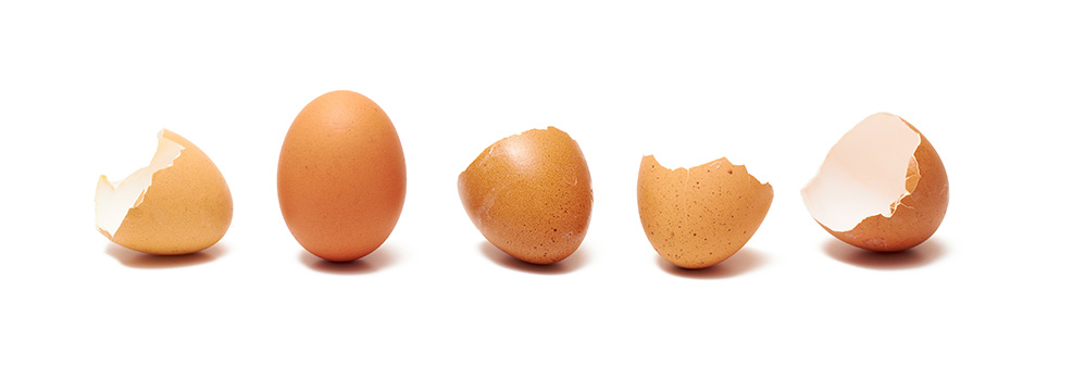 Egg Shell