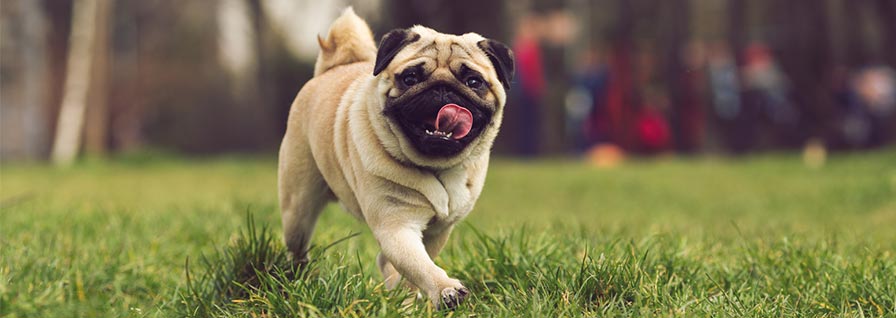 Pug dog