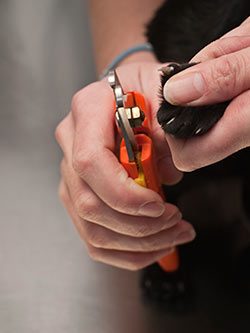 Trimming cat claws
