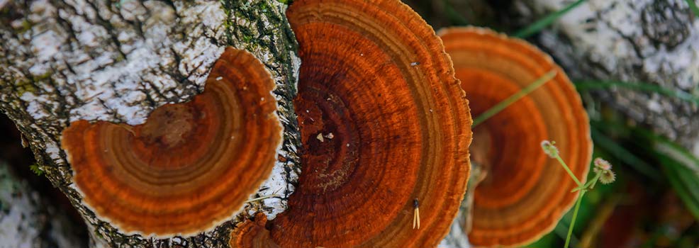 Chaga Mushroom