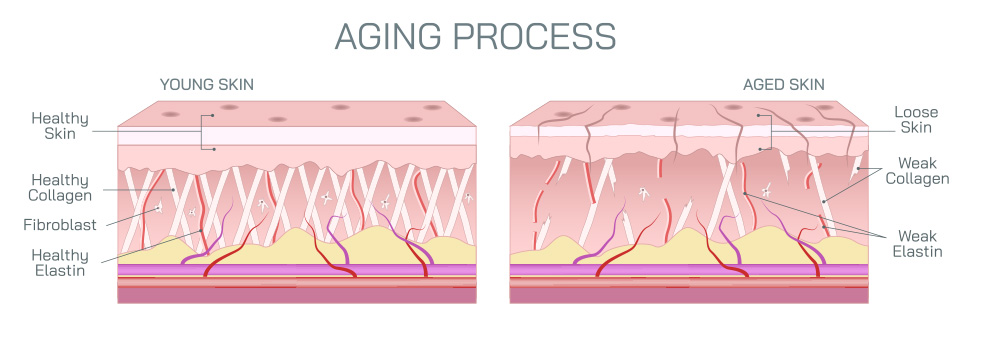 Skin aging process