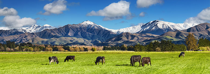  landscape with mountains and cows