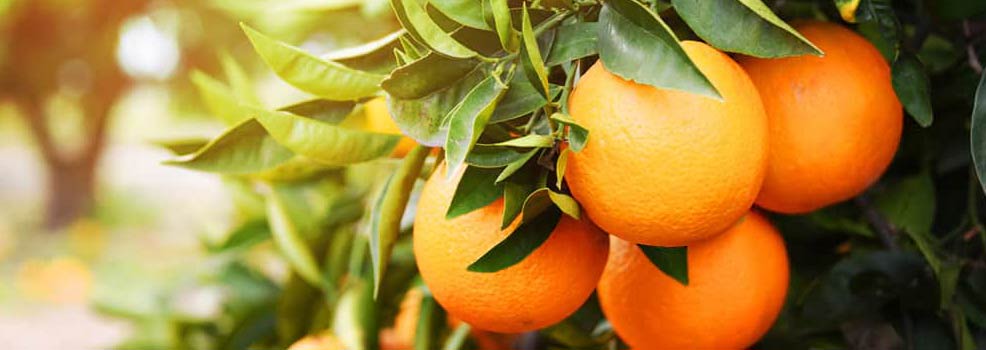 Orange fruit garden