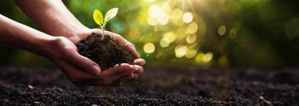 Plant in hands