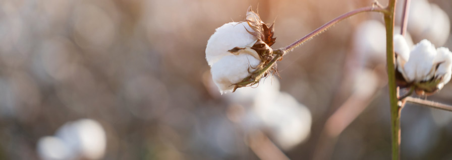 Cotton flower