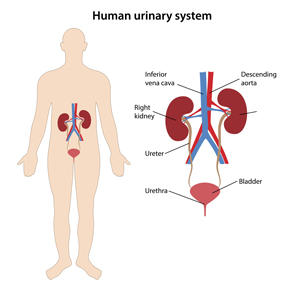 Human urinary system