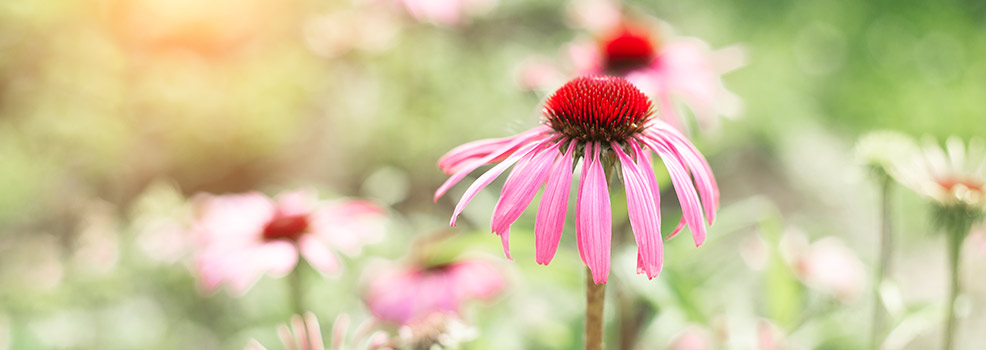 Echinacea flower