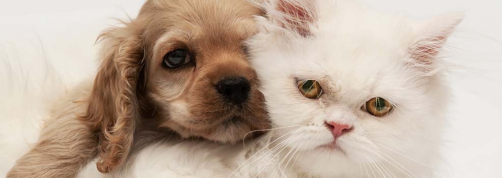 Perro cocker spaniel y gato persa