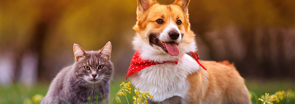 Corgi y gato