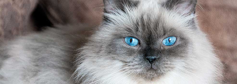 Gato himalayo