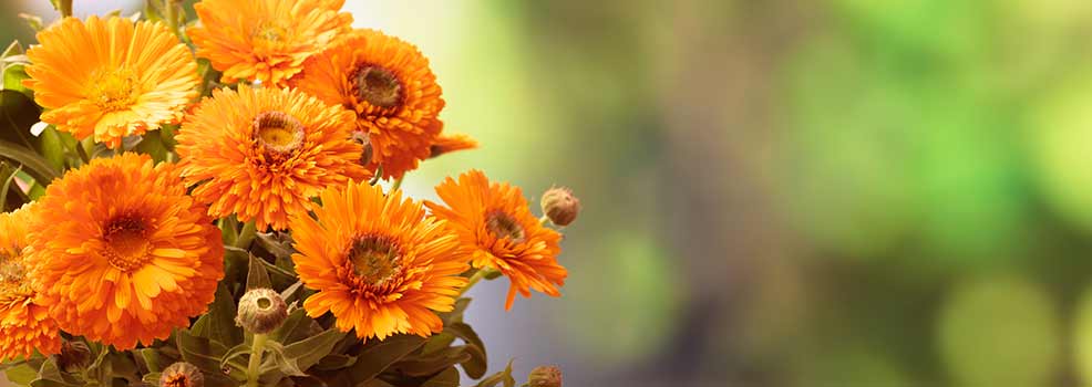 Calendula bouquet