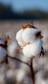non-organic cotton