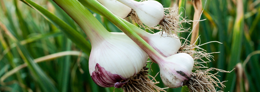garlic