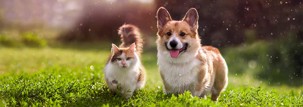 Dog and Cat