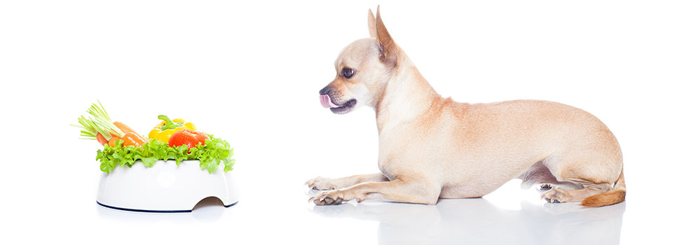 Dog looking at food