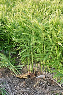 ginger plant