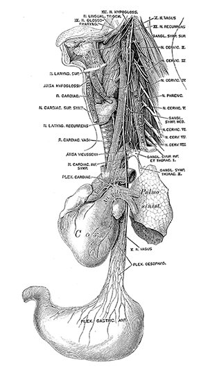 vagus nerve