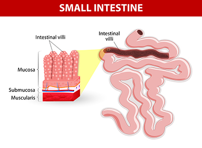 Vellosidades en el intestino delgado