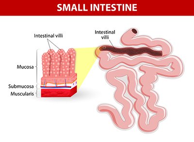 villi in small intestines