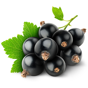 Black currant