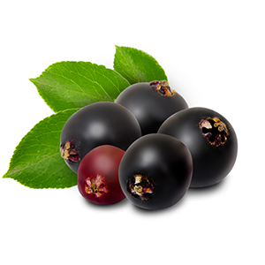 Elderberry