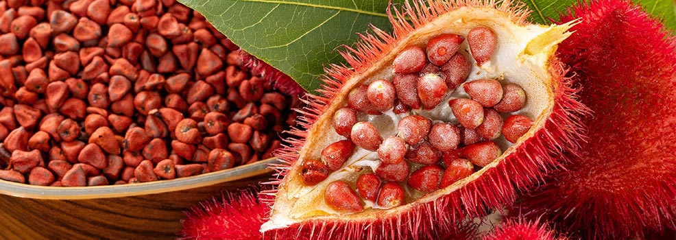 semillas y fruto de achiote