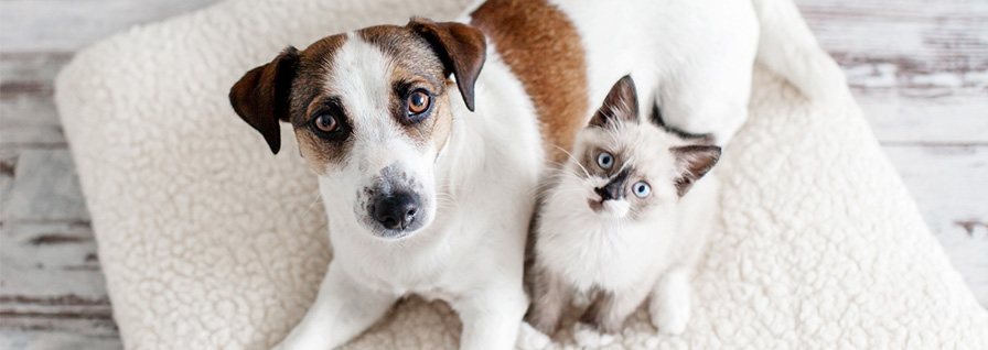 Dog and Cat