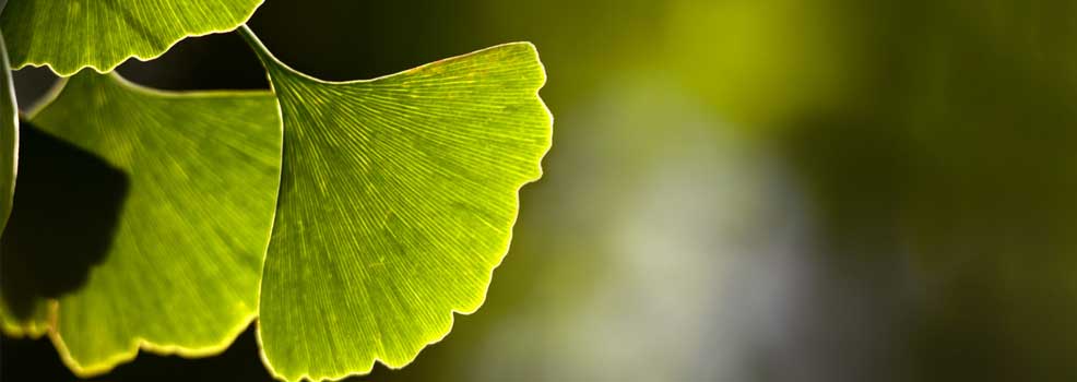 Ginkgo biloba leaf
