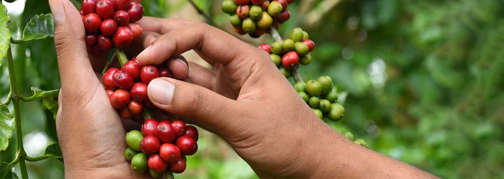 Hand picking coffee bean