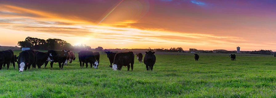 Cows at sunset
