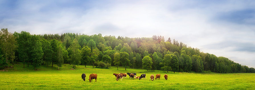 Cows in a field