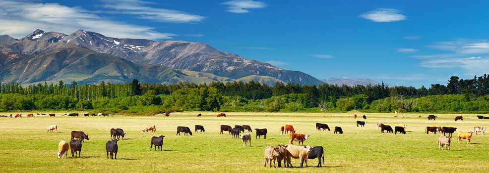 New zealand farmland