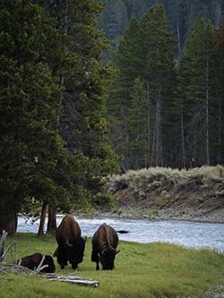 Bison resting near the river
